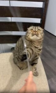 두 발로 선 채 장난감을 쫓는 고양이의 치열한 결투 자세