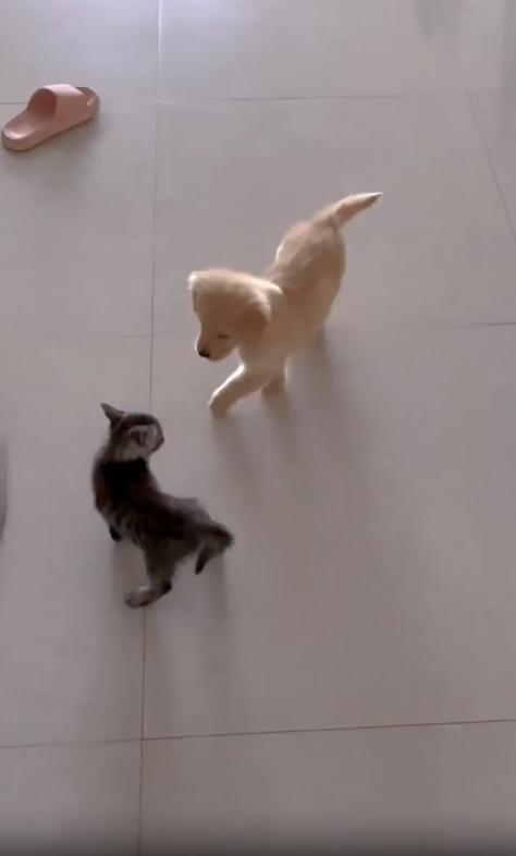 출처 : Reddit / 거실에 새끼 강아지가 앞에있는 새끼고양이를 쳐다본다 잠시후 새끼고양이가 강아지에게 달려든다