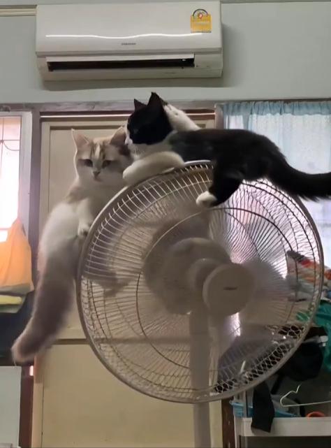 출처 : Reddit / 더운 여름날 선풍기위에서 더위를 식히는 고양이들