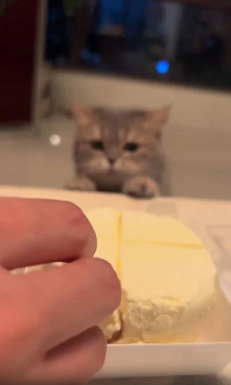 출처 : Reddit / 새끼 고양이가 테이블위의 치즈케이크를 앞발로 찍어 핥아먹는다