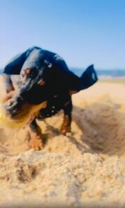 해변 모래를 파헤쳐 공을 찾아낸 닥스훈트의 땅굴 대작전