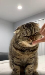 양이와 버터 한 점의 조우