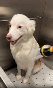 샤워 시간, 예쁜 큰 강아지의 우아한 참을성