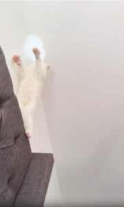 천장 위 빛, 그 미스터리를 쫓는 고양이의 눈