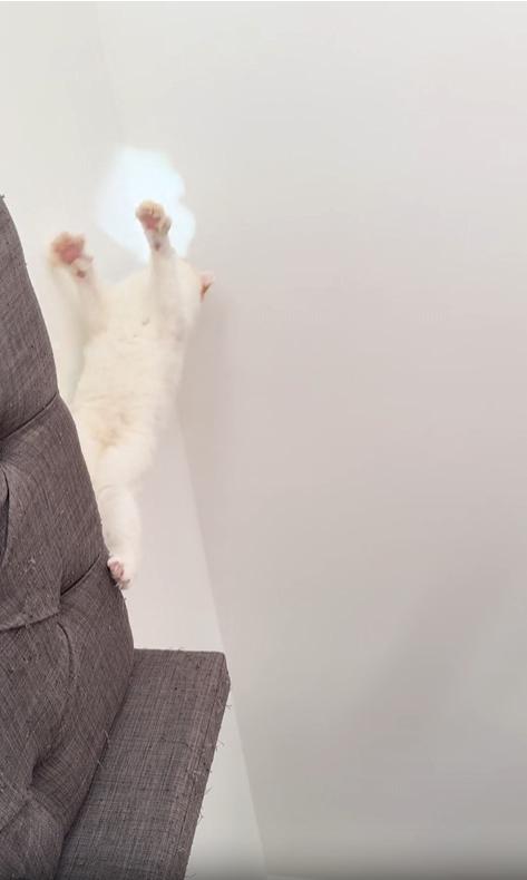 출처 : Reddit / 인형가게 창문앞 창문 안에는 인형으로된 치킨이 돌아가고있고 창문밖에는 강아지가 그 인형을 바라보며 창문을 핥고있다