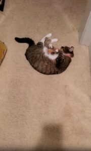 갔다가 물렸다… 고양이식 애정표현의 반전