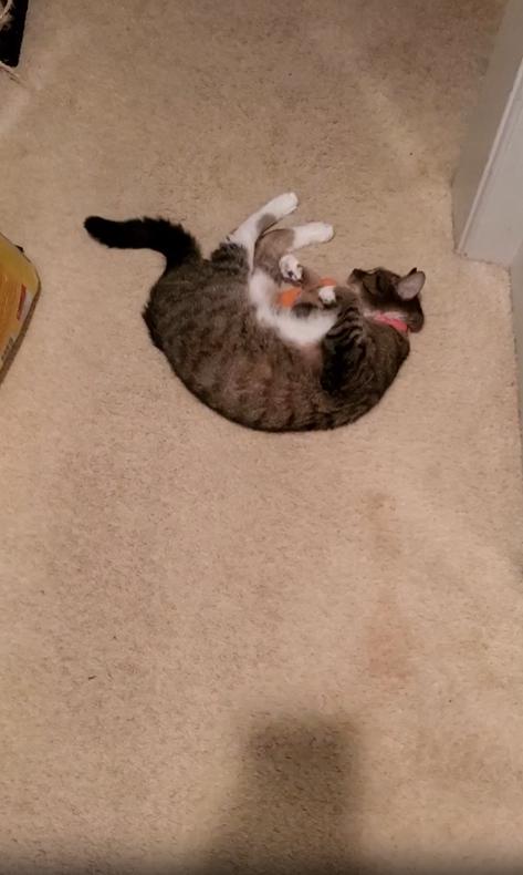 출처 : Reddit / 바닥에 누워있는 고양이를 주인이 거칠게 쓰다듬어 준다. 쓰다듬어준 후 주인이 일어나 갈떄 고양이가 다리를 문다