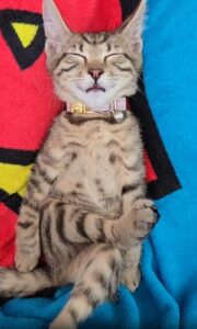 뒷발을 뒷발에 걸고 세상 무심하게 잠든 고양이의 휴식법