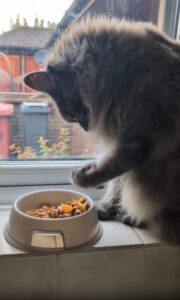 두 발로 먹는 고양이, 사람보다 더 사람 같은 식사법