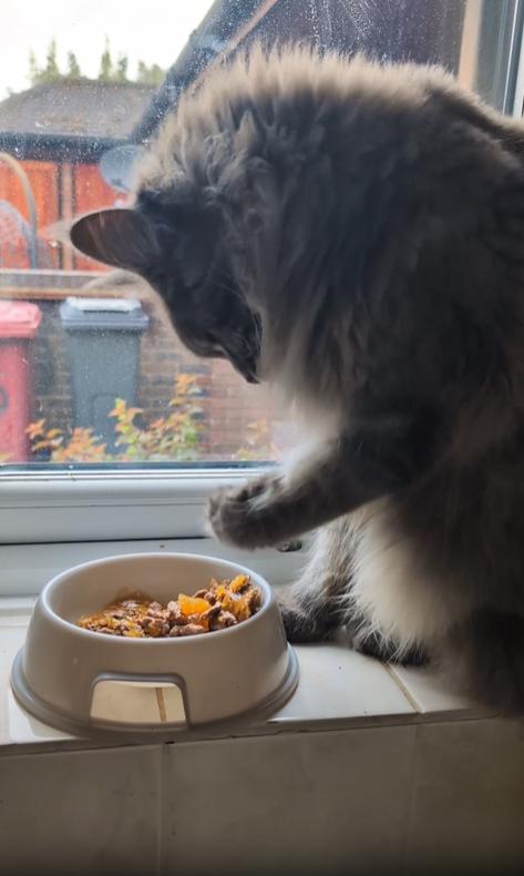 출처 : Reddit / 창가 앞 놓여져있는 사료그릇 고양이가 사료그릇의 먹이를 앞발로 집어 먹는다