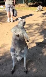 바이올린 켜는 캥거루의 숨겨진 재능?