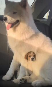 구름 같은 사모예드 아래, 작고 귀여운 비밀 승객