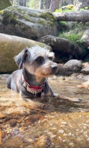 계곡 물가에 앉아 세상 여유를 즐기는 강아지의 힐링 순간