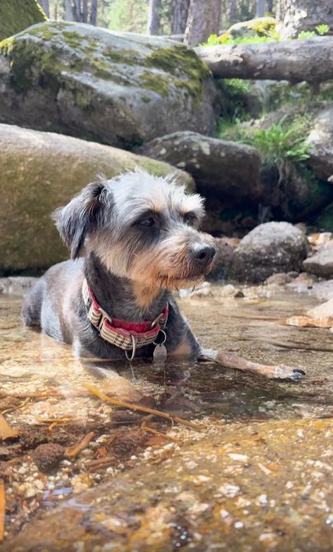 출처 : Reddit / 산속계곡에 강아지한마리가 얕은 물가에 앉아서 휴식을 취한다