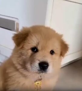 익숙함이 사라진 순간, 강아지가 보인 조심스러운 시선