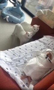 처음 만나는 세상, 조심스레 다가가는 하얀 친구들