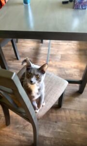 두 발로 서서 인사하는 고양이, “안녕?”의 새로운 정의