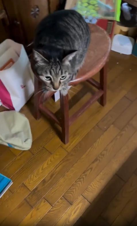 출처 : Reddit / 동그란 나무의자 앉아있는 고양이가 주인이 가까이 오자 두발로서서 앞발을 주인의 배에 대고 꾹꾹이를 한다