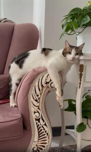 “이게 바로 신개념 식빵자세” 테이블과 소파를 연결한 고양이의 참신한 선택