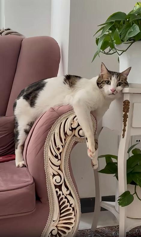 출처 : Reddit / 소파옆에 테이블이 있다 소파 팔걸이에 고양이가 몸을 걸치고 머리는 바로옆에있는 테이블에 기댄자세로 있다