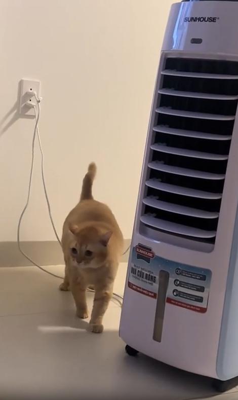 출처 : Reddit / 고양이가 약간 떠있는 전깃줄에 배가 걸렸다 하지만 배에 걸린지 눈치채치못하고 뒷발을 계속 들어올려본다