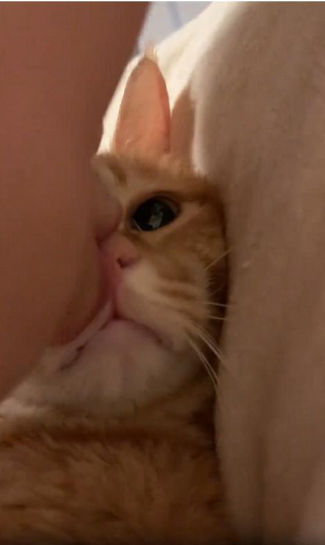 출처 : Reddit / 두고양이가 옆으로 누워있다 주인이 앞에 고양이에게 입맞춤을 하자 뒤에있던 고양이가 그장면을 보고는 야옹 하고 운다