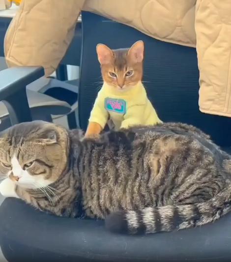 출처 : Reddit / 의자위에 고양이 한마리가 엎드려있고 그보다 작은 고양이가 엎드려있는 고양이에게 꾹꾹이를 해주고 있다