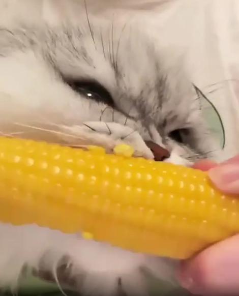 출처 : Reddit / 화난 표정으로 옥수수를 뜯어먹는 고양이