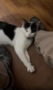 신발 위가 가장 포근해요: 인간을 베개 삼은 고양이의 낮잠 루틴