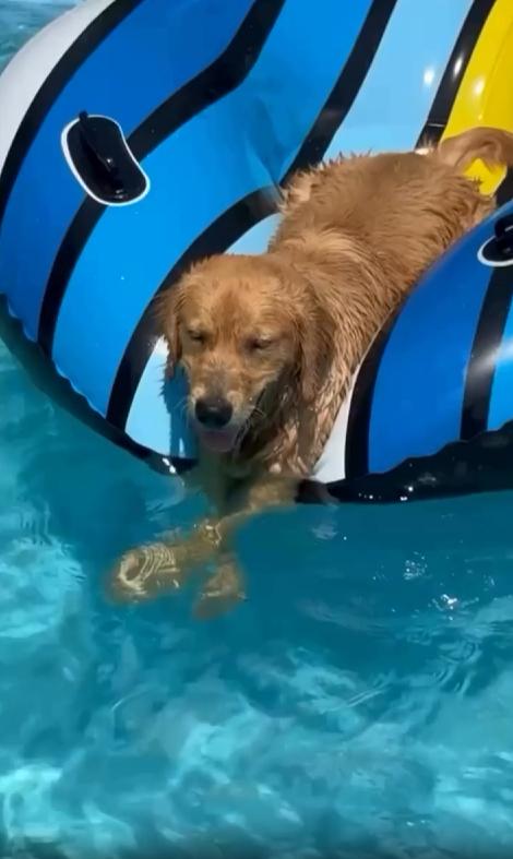 출처 : Reddit /  야외 풀장에서 강아지가 튜브에 올라탄채 물장구를 치고있다