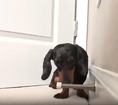 출처 : Reddit / 용수철로된 도어 스토퍼를 앞발로 계속 치고 있는 닥스훈트 한마리