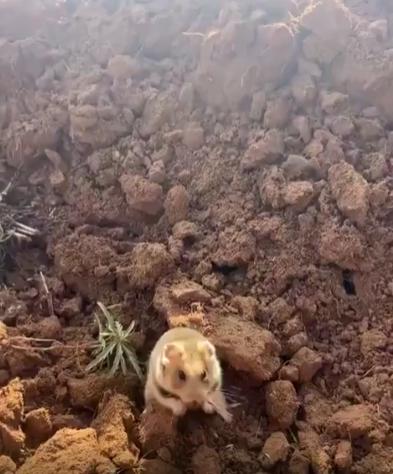 출처 : Reddit / 사람이 다가가자 두발로서서 앞발을 위로 쭉펴며 방어적인 자세를 취하는 야생 햄스터