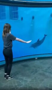 “나도 할 수 있어!” 돌고래의 완벽한 옆구르기