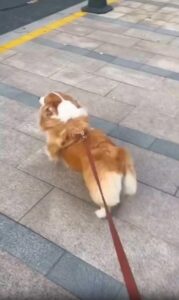 엉덩이로 추는 산책댄스, 웰시 코기의 리듬감 폭발