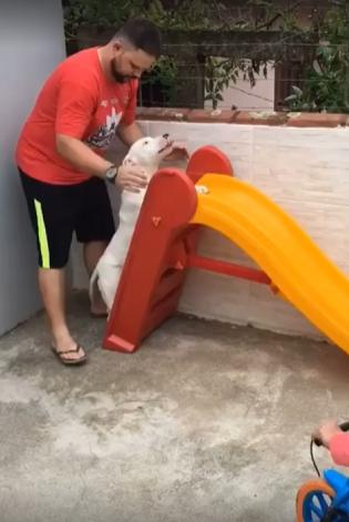 출처 : Reddit / 작은 미끄럼틀 주인이 강아지를 미끄럼틀위로 올라게 도와주는데 강아지가 처음에는 약간 두려운듯하다가 미끄럼틀을 타고 내려오자 그뒤로 바로 뒤로 돌라 올라가 미끄럼틀을 탄다