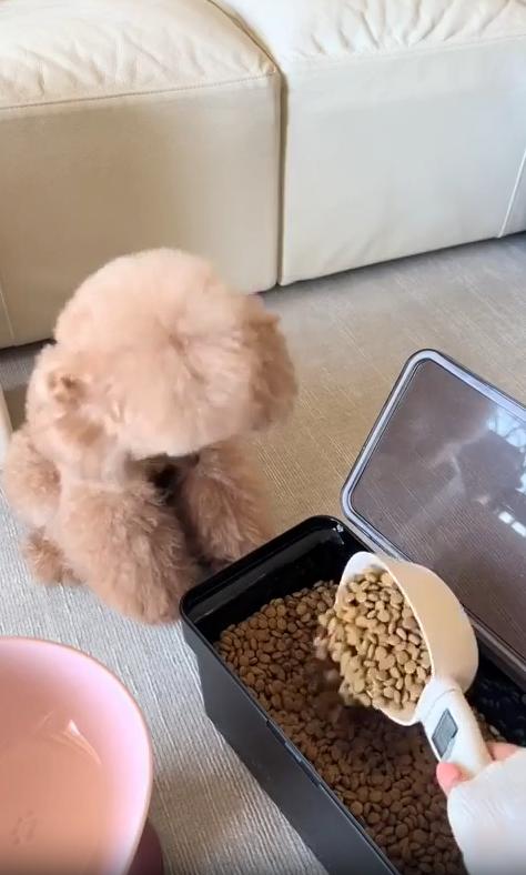 출처 : Reddit / 실내안 사료통에서 강아지에게 줄 사료를 스쿱으로 푼후 정량에 맞출려고 계속 사료를 덜어내가 지켜보고 있던 강아지가 앞발로 막는다