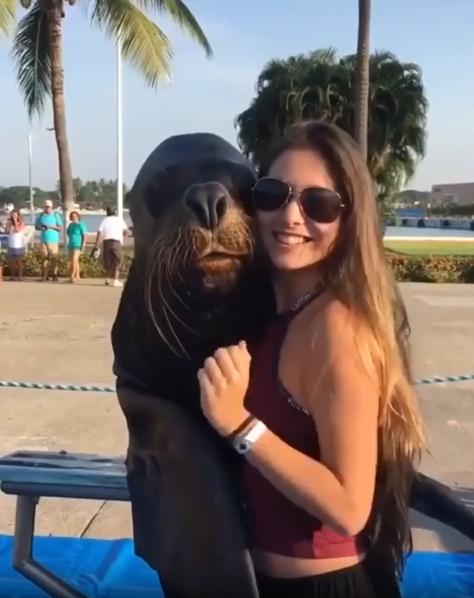 출처 : Reddit / 해변가 바다사자와 여성이 포옹한채 사진을 찍으려한다 여성이 살짝 혀를내밀자 바다사자도 혀를 내민다