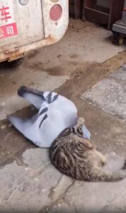 “적인가 친구인가?” 고양이와 비둘기의 엉뚱한 밀착 놀이