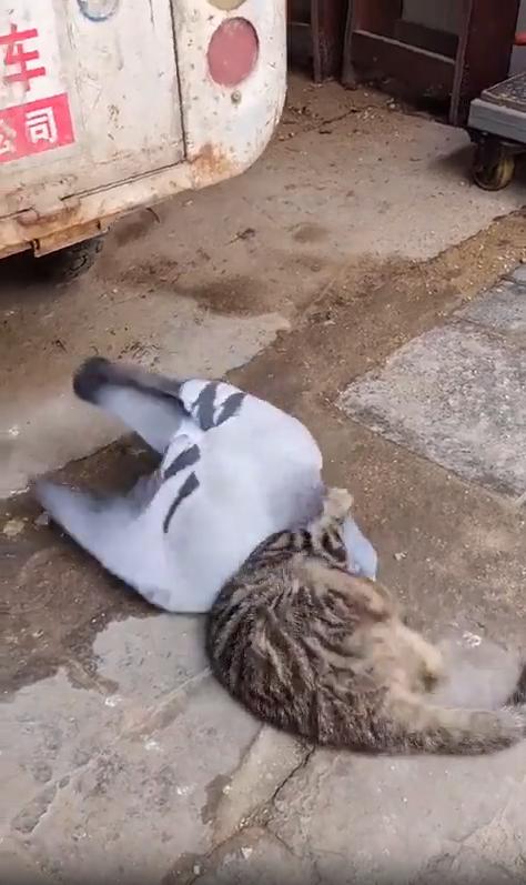 출처 : Reddit / 고양이와 비둘기가 서로 엉켜붙어 장난치듯 놀고있다