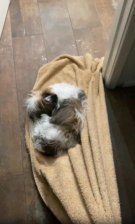 출처 : Reddit / 담요위에서 편안하게 엎드려 있는 강아지 주인이 담요를 끌고 가자 강아지는 끌려가는중에도 담요를 놓지 않는다