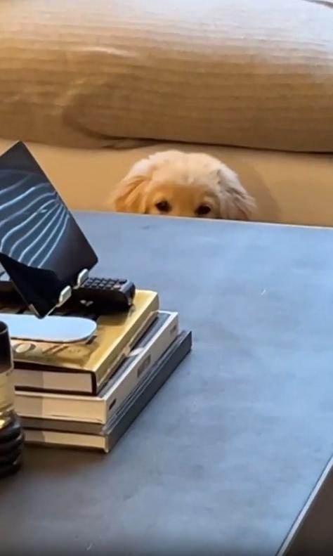 출처 : Reddit / 거실에 강아지 물그릇으로 보이는 그릇주변으로 바닥에 물이 쏟아져있다 카메라를 돌리니 테이블뒤에서 눈만 살짝나오게 얼굴을 내민 강아지가 눈치를 보고있다