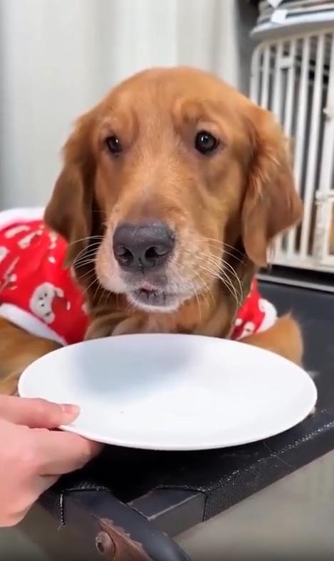 출처 : Reddit / 엎드려있는 강아지에게 주인이 빈접시를 들이민다. 강아지는 잠시 생각을 하더니 입을 별려 빈접시에 입안에있던 방울 토마토를 쏟아낸다