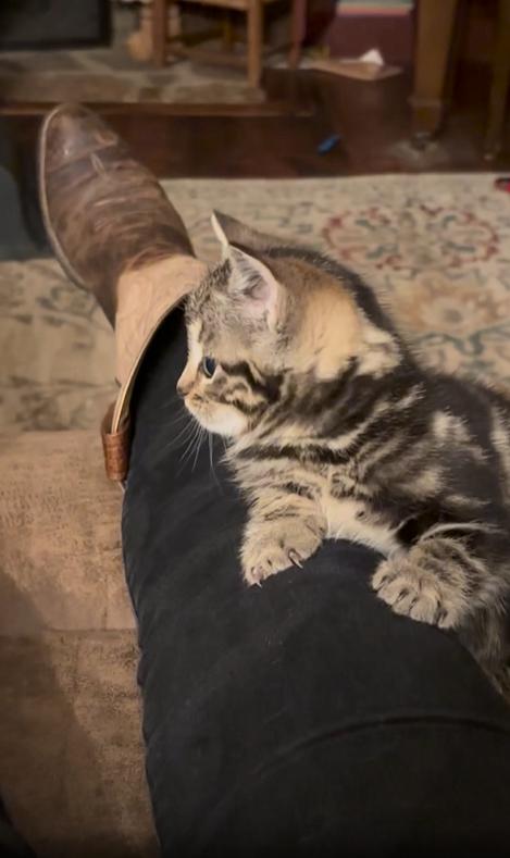 출처 : Reddit / 앉아있는 주인의 다리에 기대고 있는 새끼 고양이 주인이 손가락으로 장난을 치자 고양이도 거기에 응한다