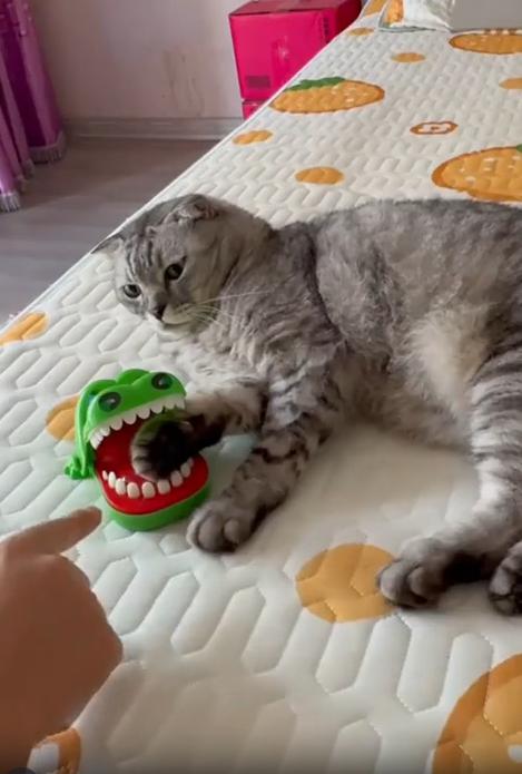 출처 : Reddit / 이빨을 누르면 입을 닫는 악어 장난감 입안에 옆으로 누운 고양이의 앞발이 올려져있다 주인이 옆에서 이빨을 하나씩 누르는데 한 이빨을 누르는 순간 악어의 입이 닫히고 고양이는 재빠르게 앞발을 뺴지만 주인은 손가락을 빼지 못했다