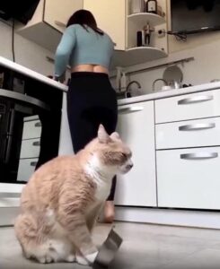 “밥 줄 때 됐잖아?” 소리로 말하는 고양이