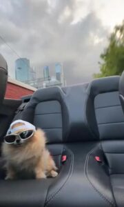 달리는 차 위, 모자 쓴 강아지의 멋짐과 긴장 사이