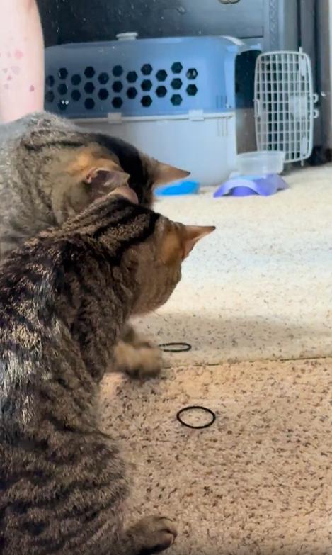 출처 : Reddit / 고양이앞에 고무링이 떨어져있고 앞에있는 거울로 고양이자신과 고무링이 비춰진다 고양이는 거울에 비친 고무링을 잡으려고 앞발로 거울을 계속 터치한다