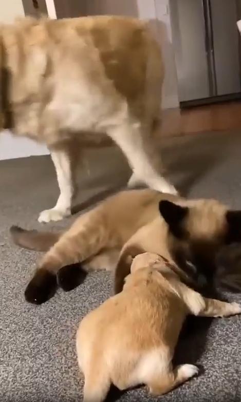 출처 : Reddit / 거실안 새끼 강아지가 엎드려 울고있다 새끼 강아지 앞에있던 고양이가 달래듯 엎드려 앞발을 강아지 몸위에 올리며 그루밍 해준다