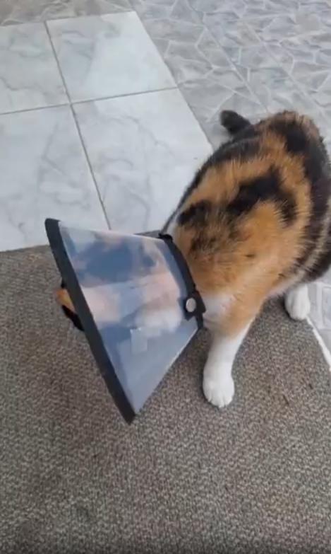 출처 : Reddit / 고양이가 넥카라를 한상태로 앉아있다 목주변이 가려운지 발로 긁어보려하지만 넥카라때문에 긁지못하고 주인이 목주면을 긁어준다