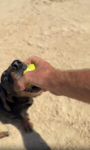 절대 못 놔! 공 하나에 집념 불태우는 닥스훈트